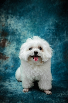 白色可爱超萌贵宾犬摄影图片